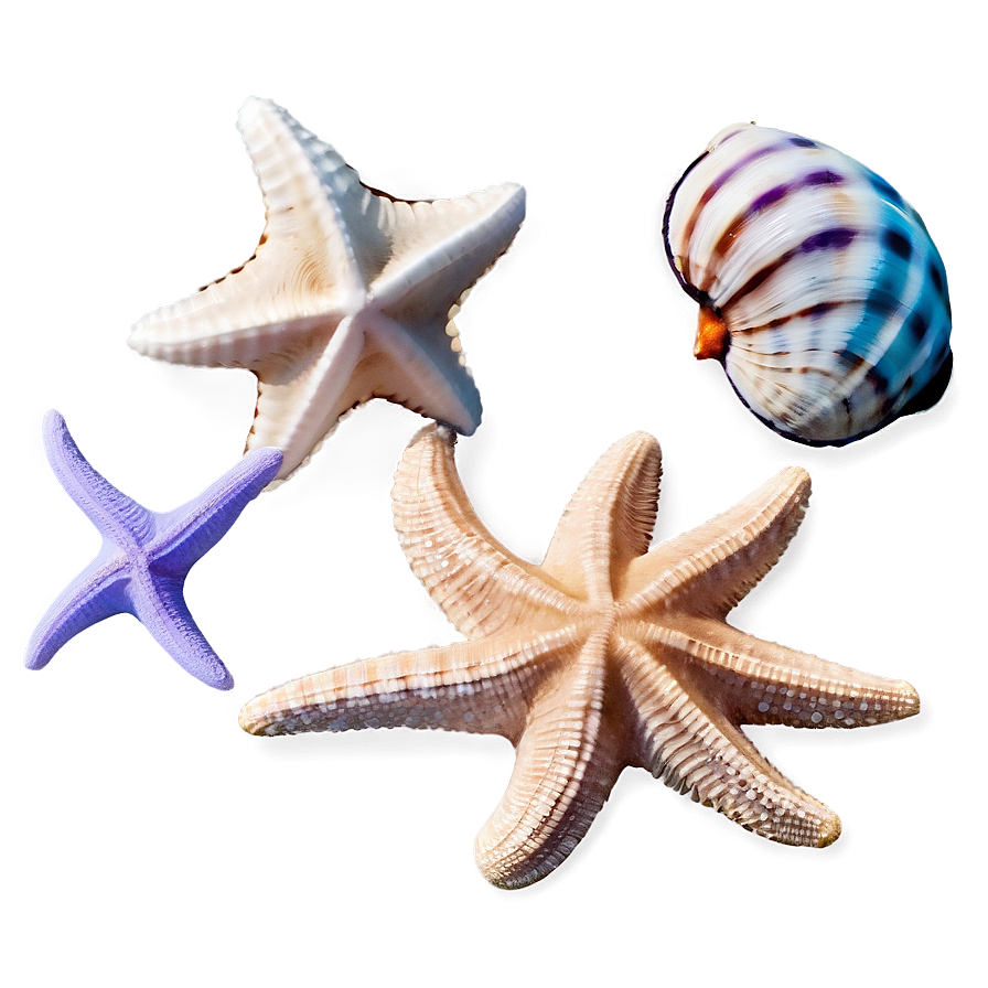 Shells And Starfish Png 57