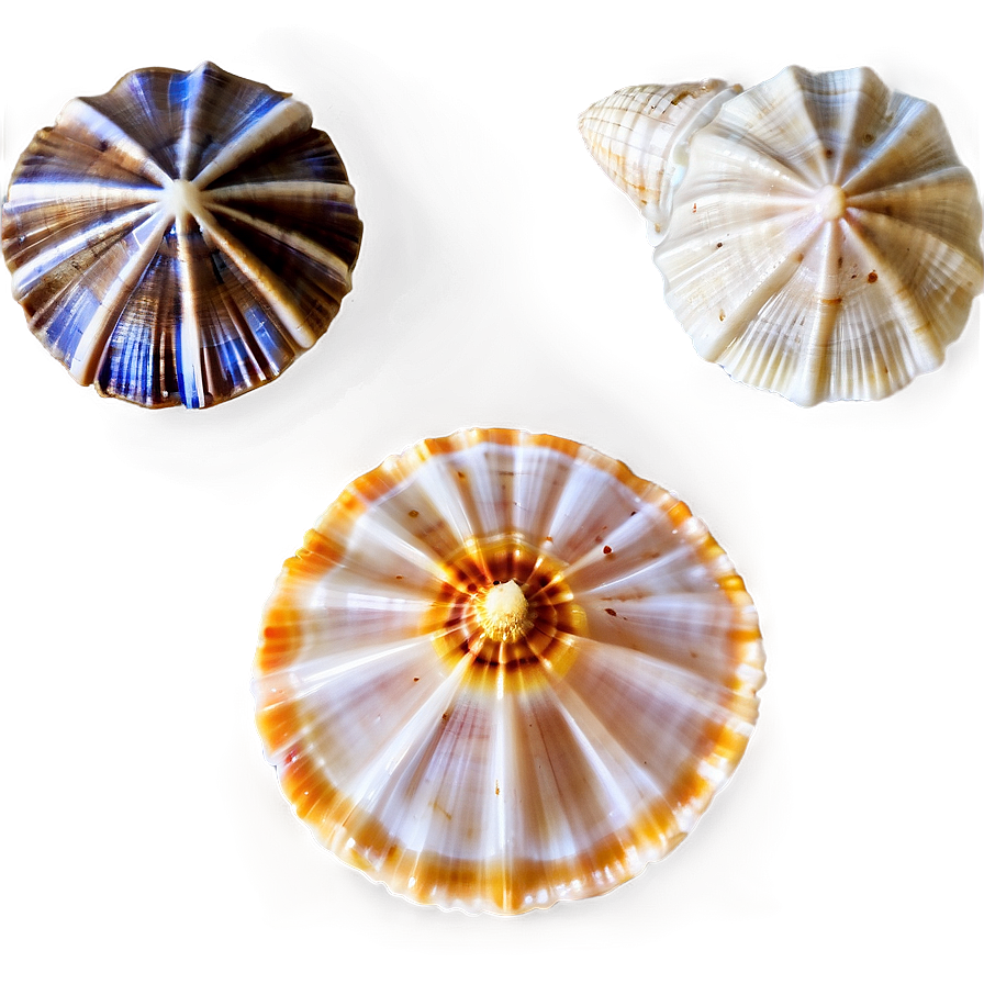 Shells In A Row Png 19