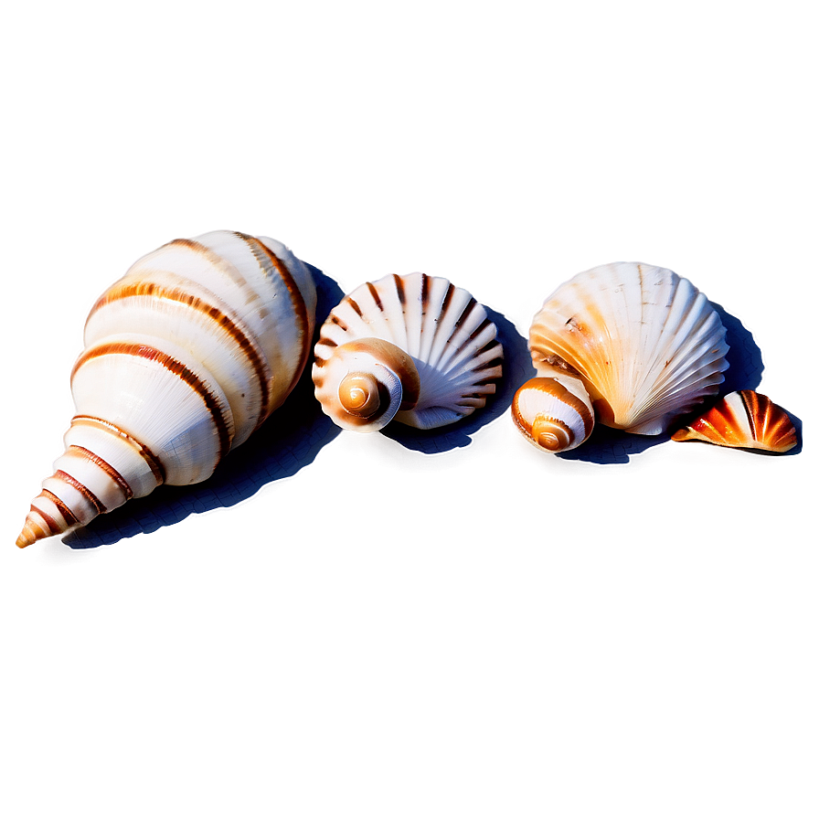 Shells In A Row Png 45