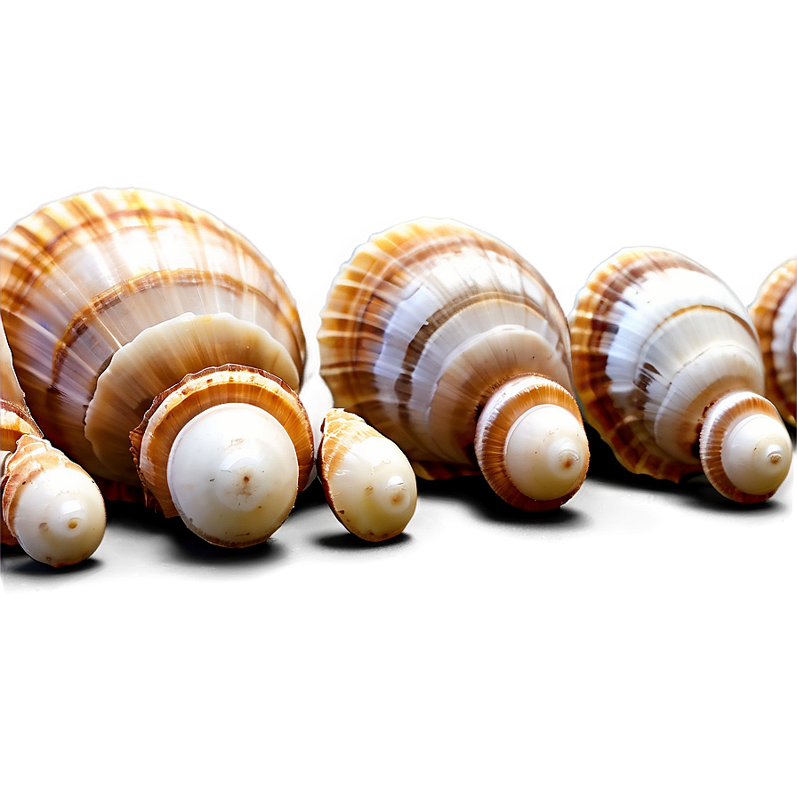 Shells In A Row Png Wyw94