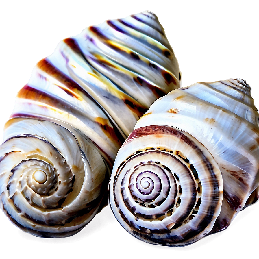 Shells On Sand Dunes Png 63