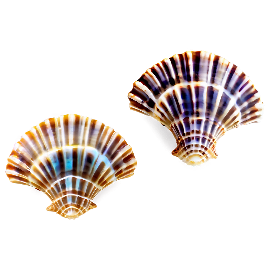 Shells Underwater Png 2