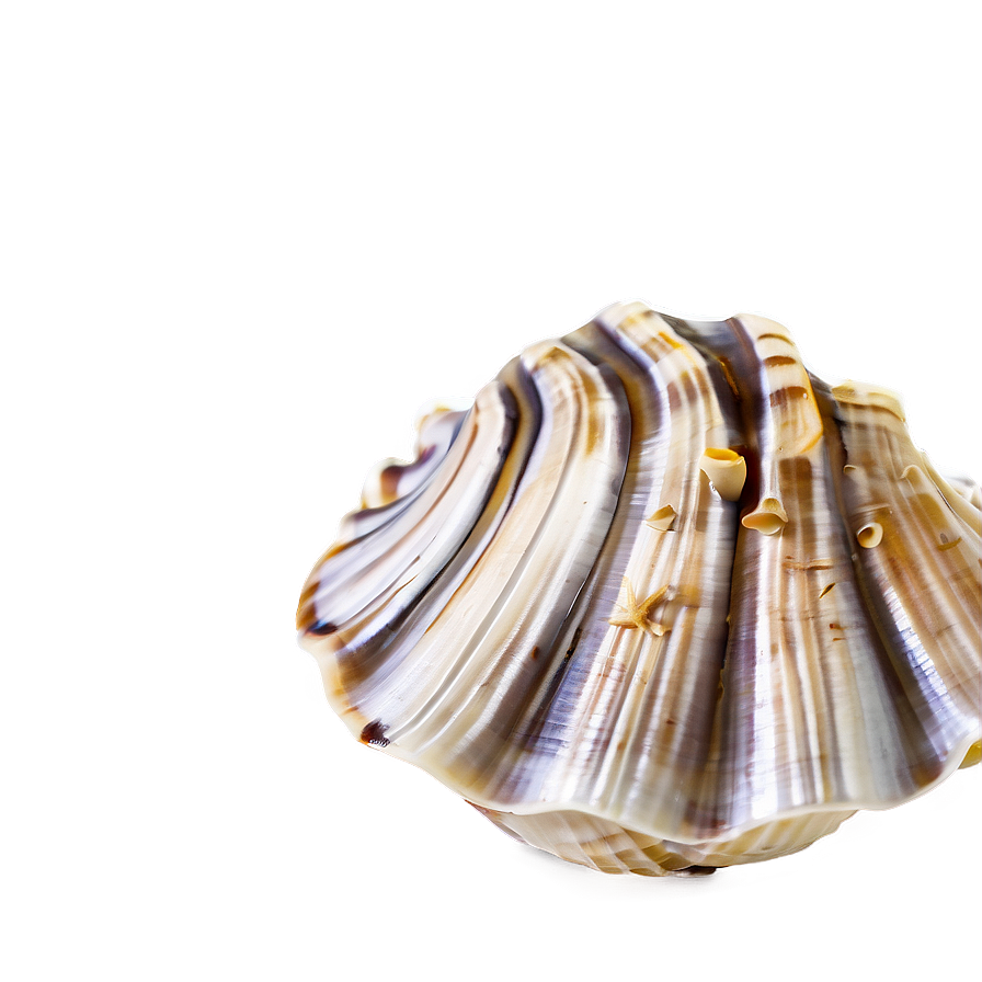 Shells Underwater Png Fke