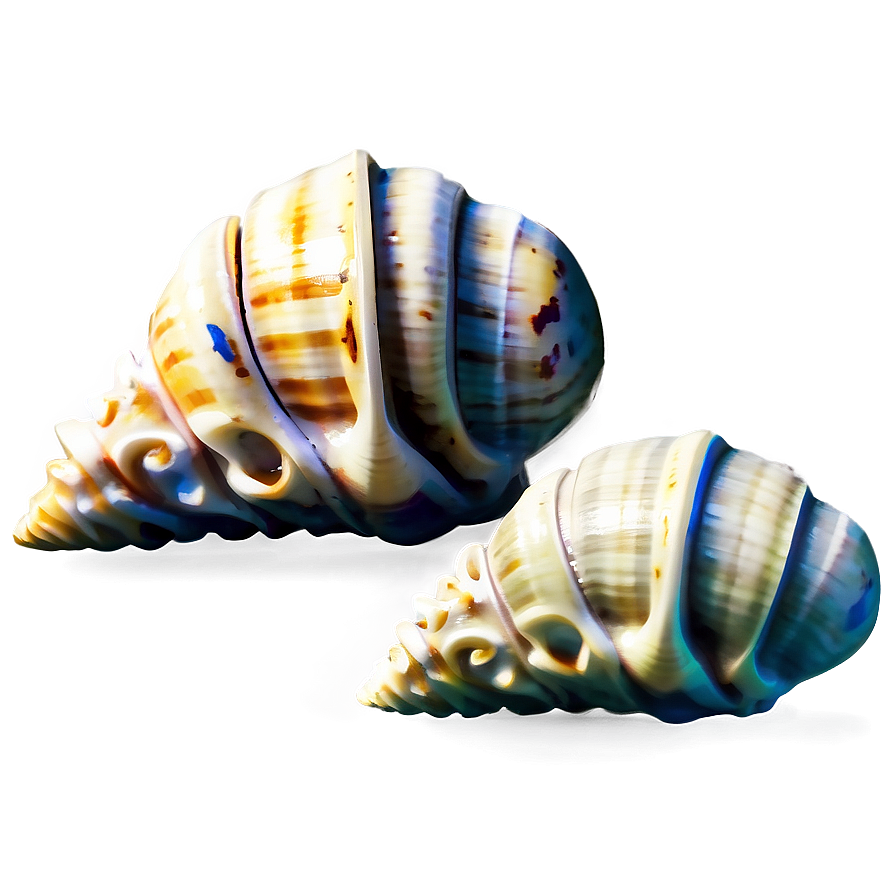 Shells With Aquatic Plants Png 28