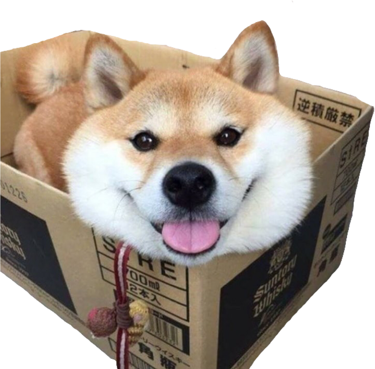 Shiba Inu In Cardboard Box