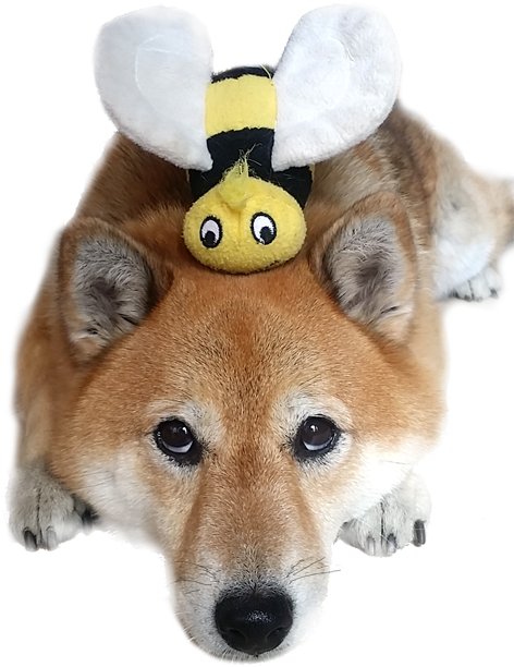 Shiba Inu With Bee Plush Hat