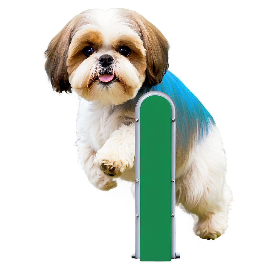 Shih Tzu Agility Training Png 42