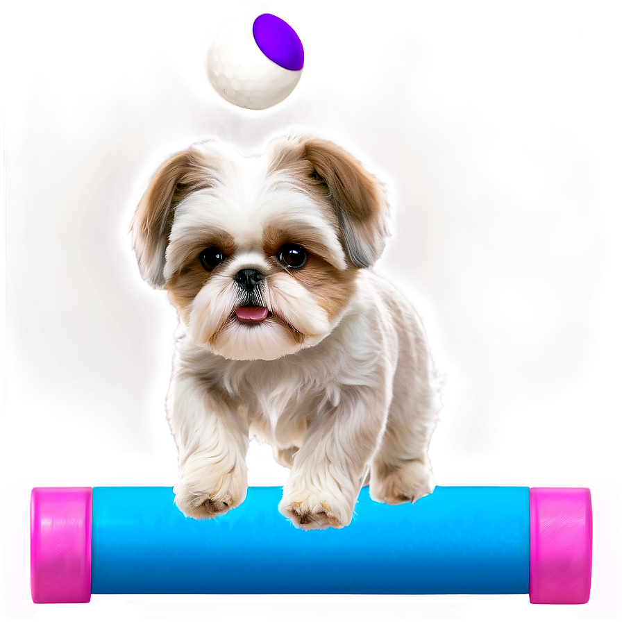 Shih Tzu Agility Training Png Mku33