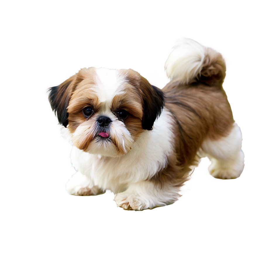 Shih Tzu Playful Pose Png 10