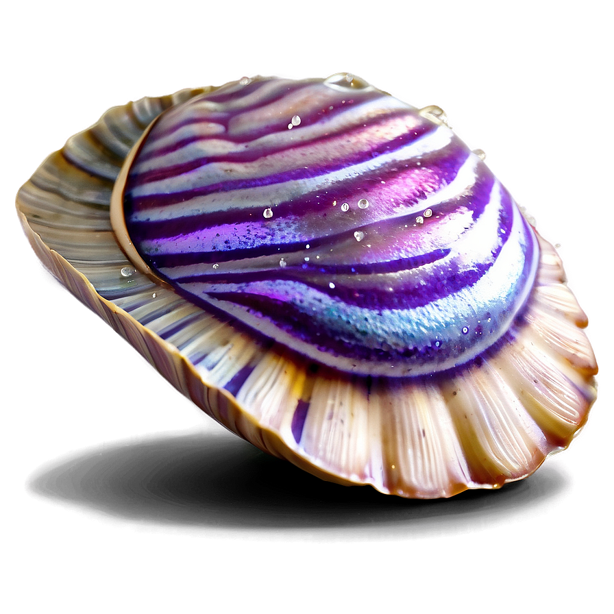 Shimmering Clam Illustration Png Get