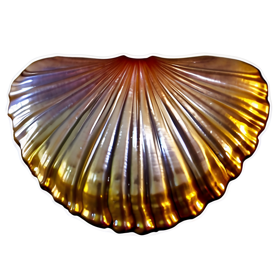 Shiny Clam Shell Png 06292024