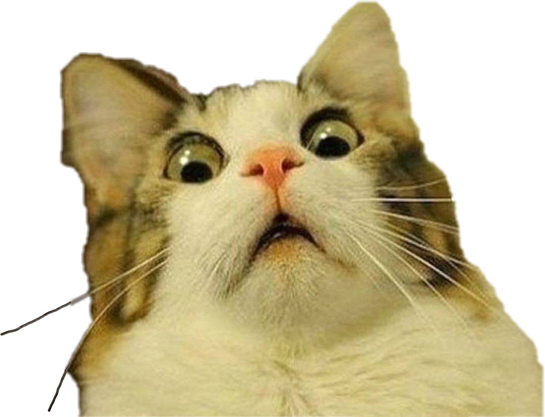 Shocked Cat Meme Expression