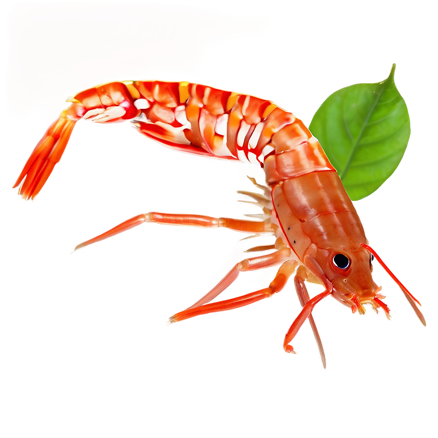 Shrimp Aquarium Png Xjl