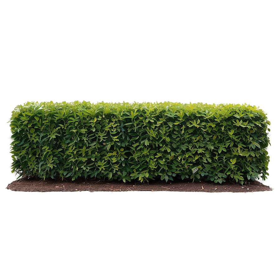 Shrub For Hedge Png Ngl