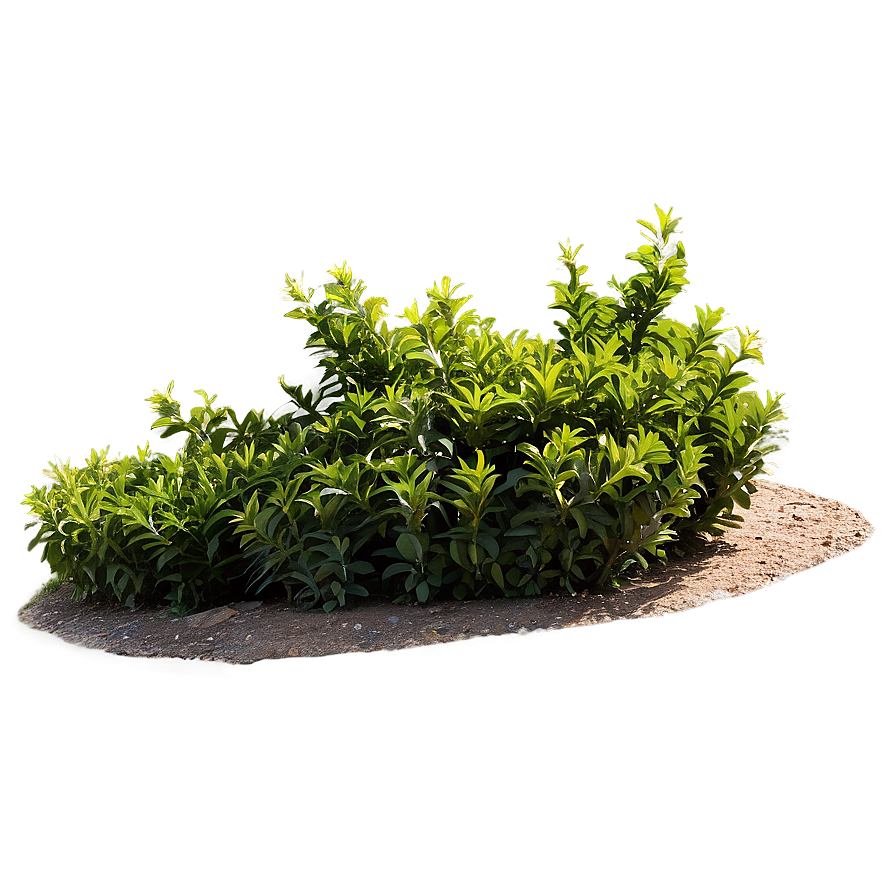 Shrub For Landscaping Png 05252024