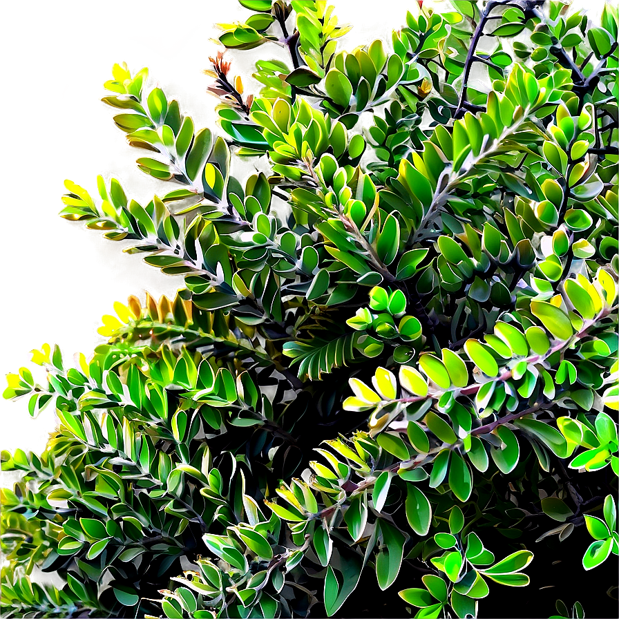 Shrub For Landscaping Png Qhf