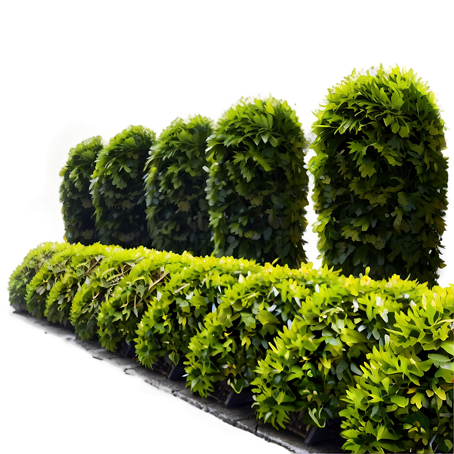 Shrub Hedge Png 32