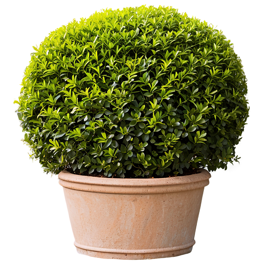 Shrub In Garden Bed Png Iap27