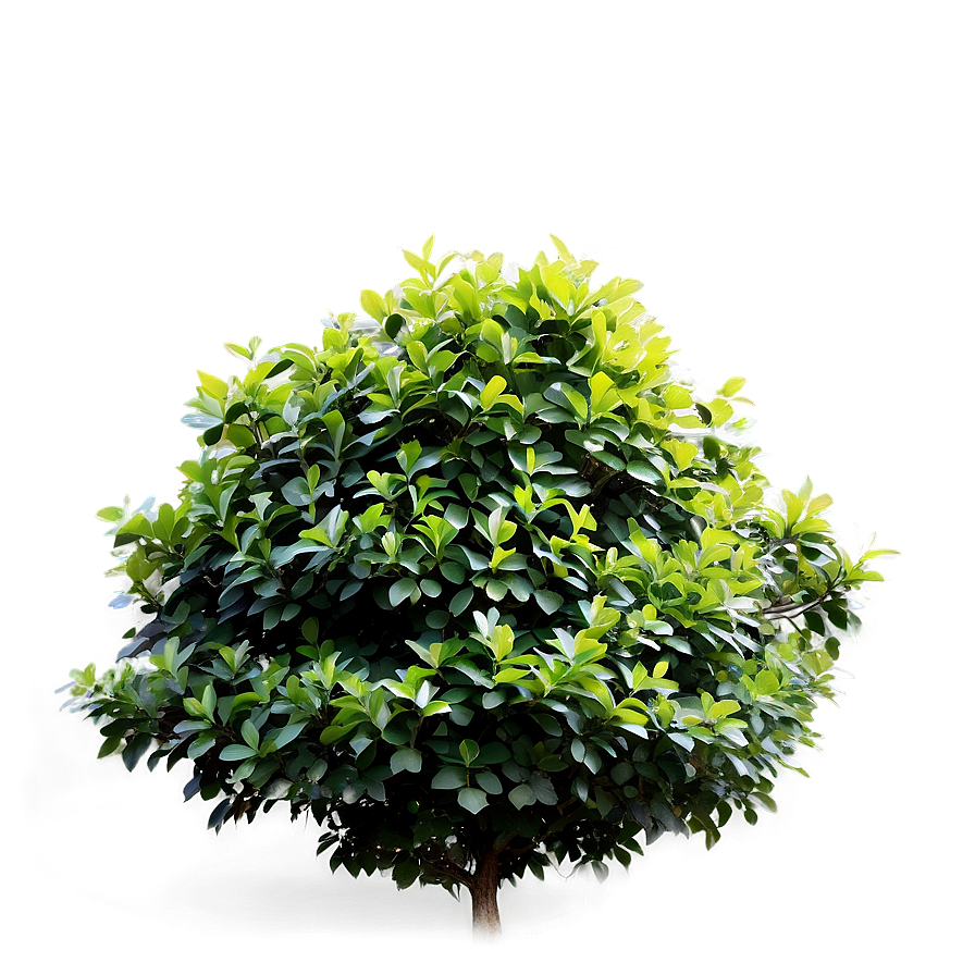 Shrub In Park Png 66