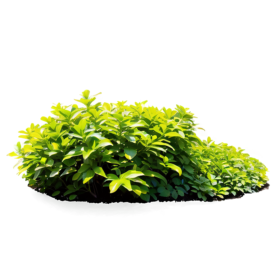 Shrub In Park Png Dvq