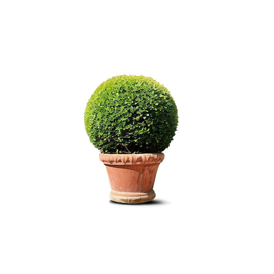 Shrub Topiary Png 05252024