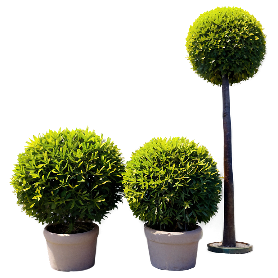 Shrub Topiary Png 79