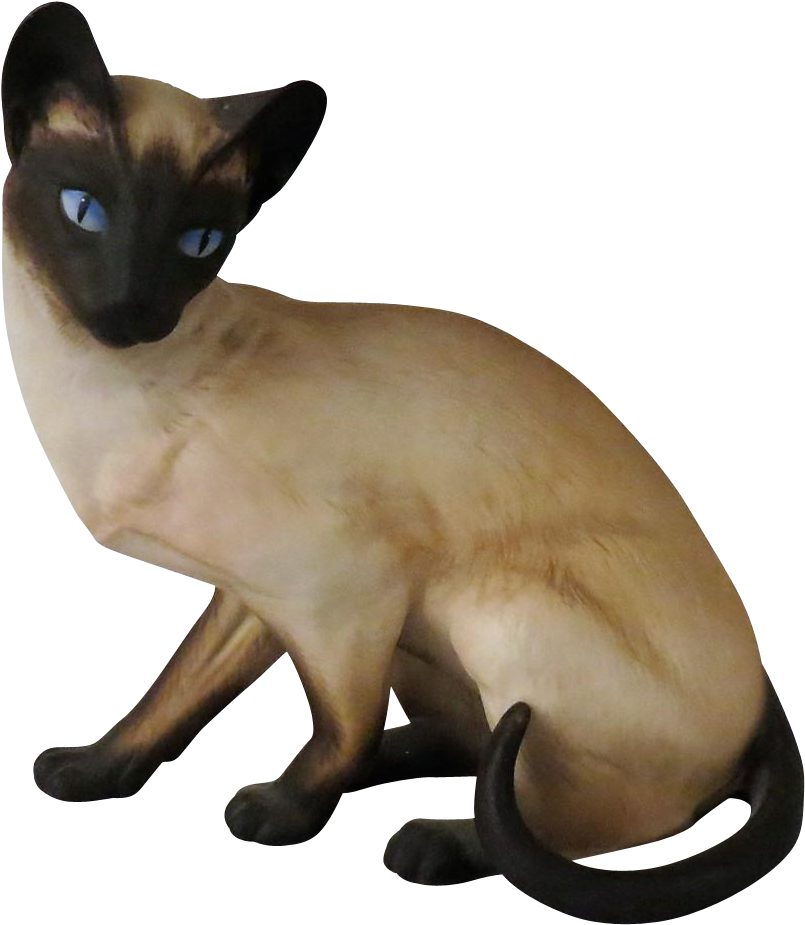 Siamese Cat Blue Eyes