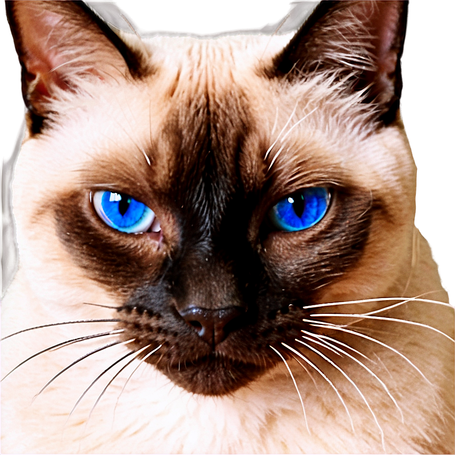 Siamese Cat Face Png Vuy9