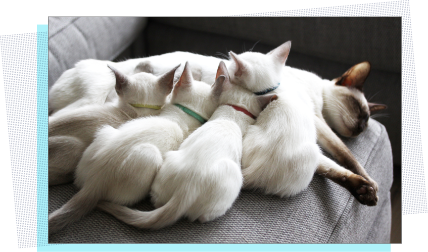 Siamese Cat Family Resting Together