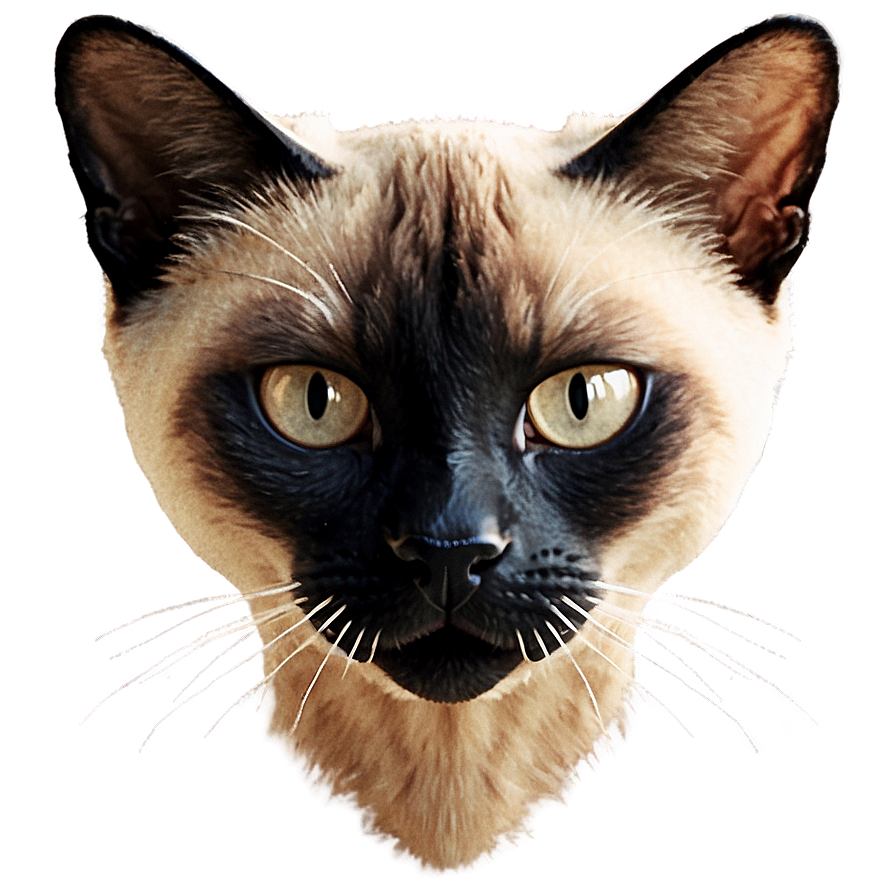 Siamese Cat Head Design Png 3