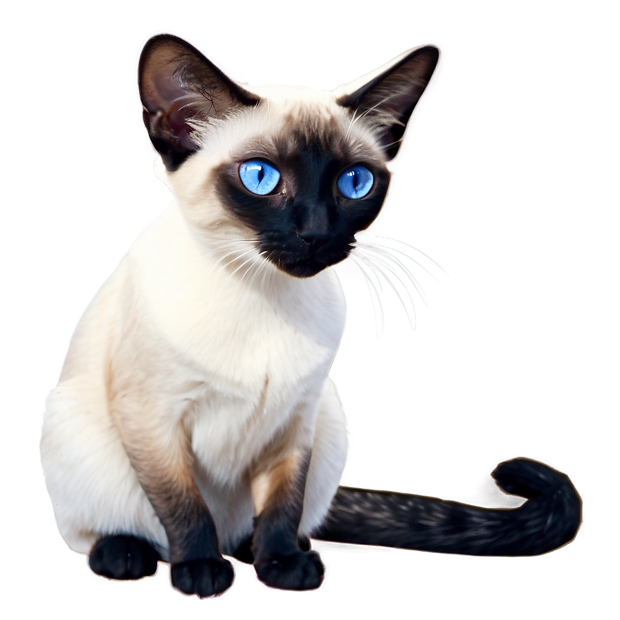 Siamese Cat Png 05232024