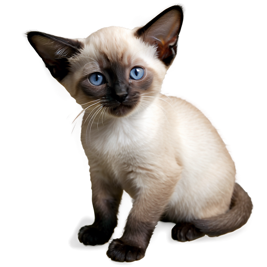 Siamese Kitten Png 15