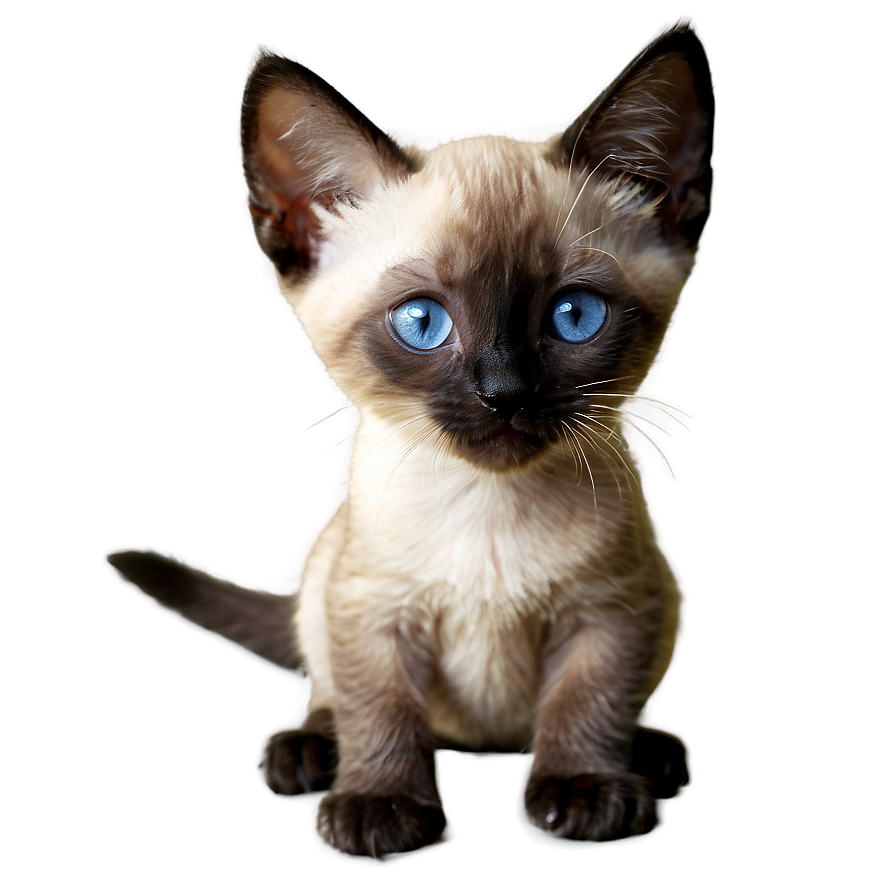 Siamese Kitten Png Con84