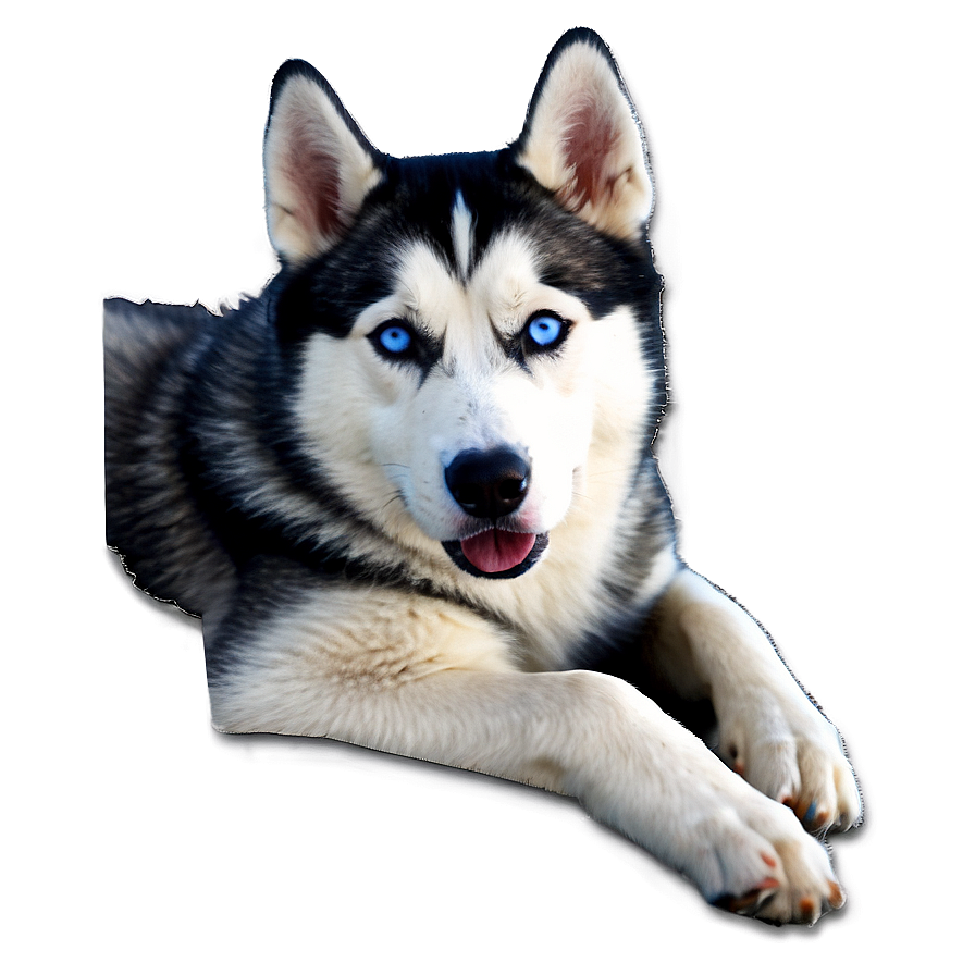 Siberian Husky D