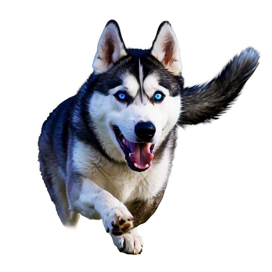 Siberian Husky In Action Png Vui