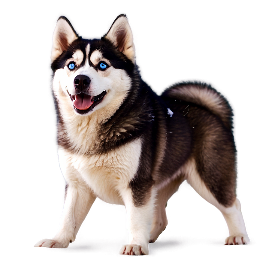 Siberian Husky In Snow Png 61