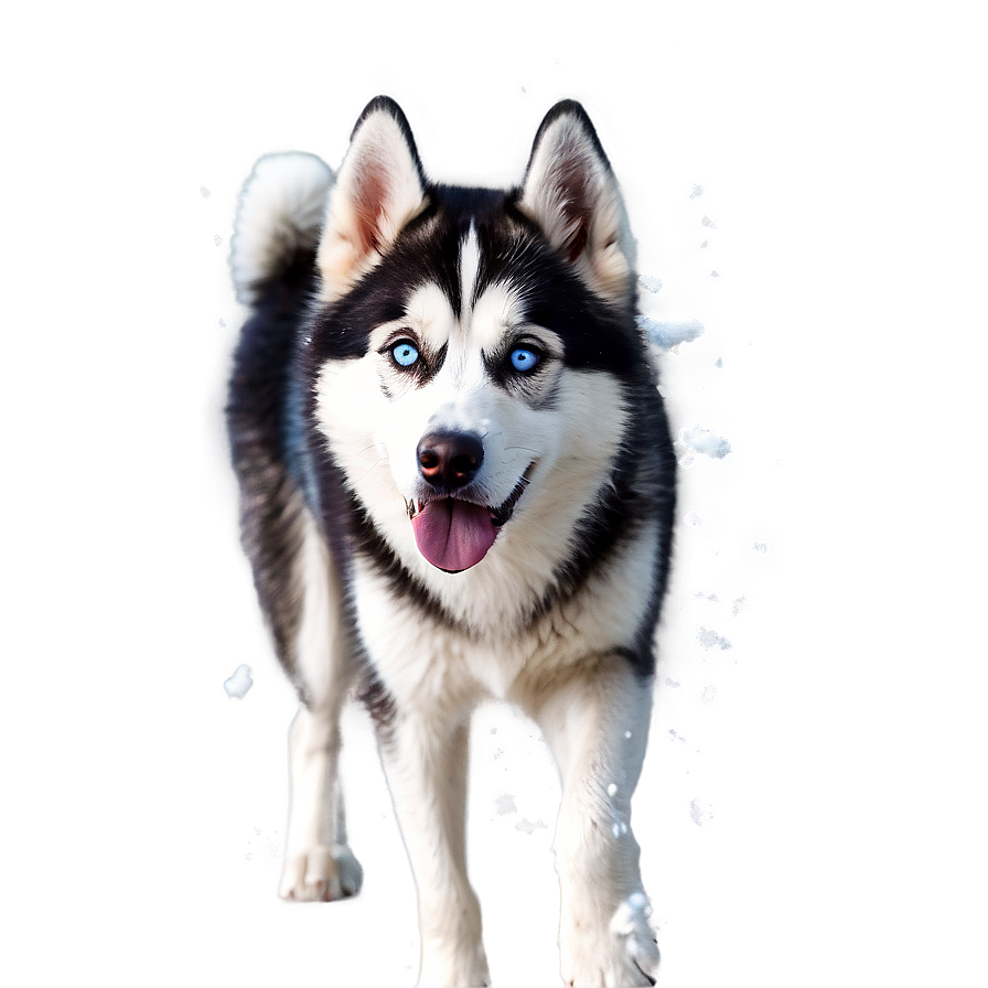 Siberian Husky In Snow Png Btx3