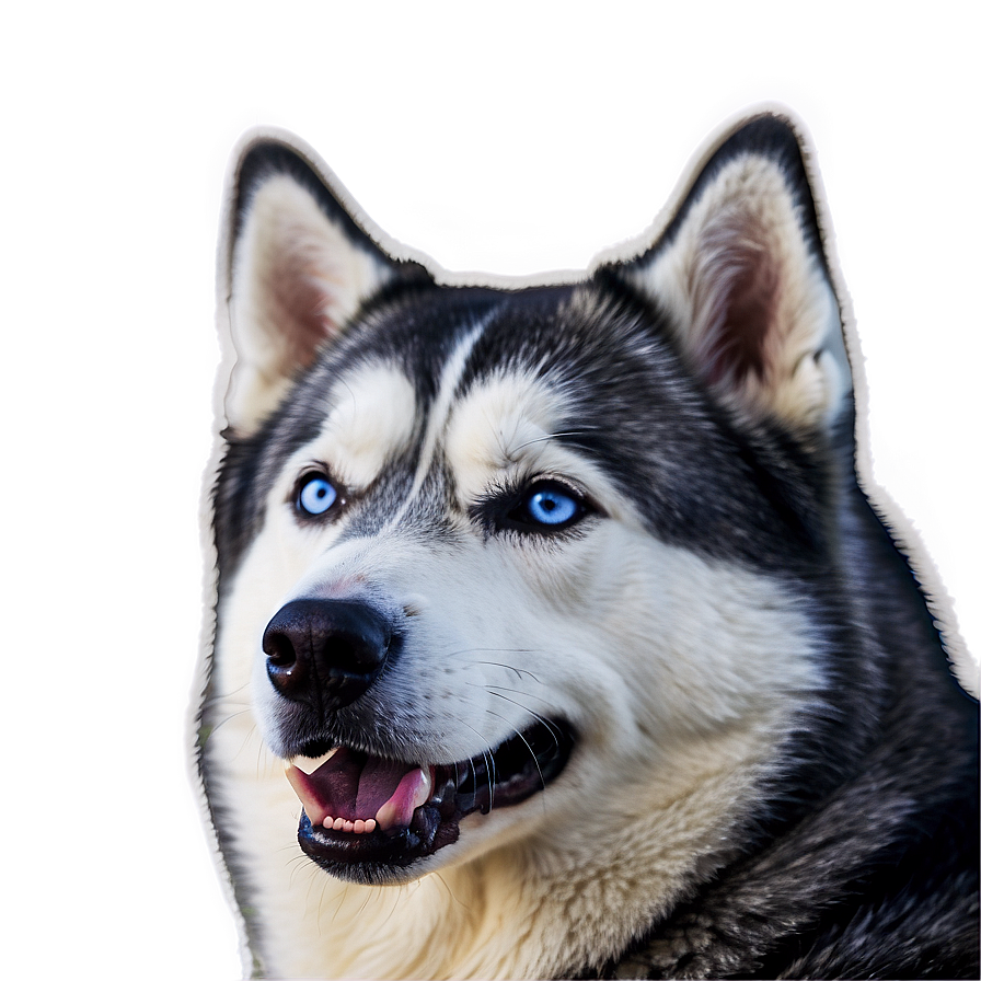 Siberian Husky In Winter Png 06252024