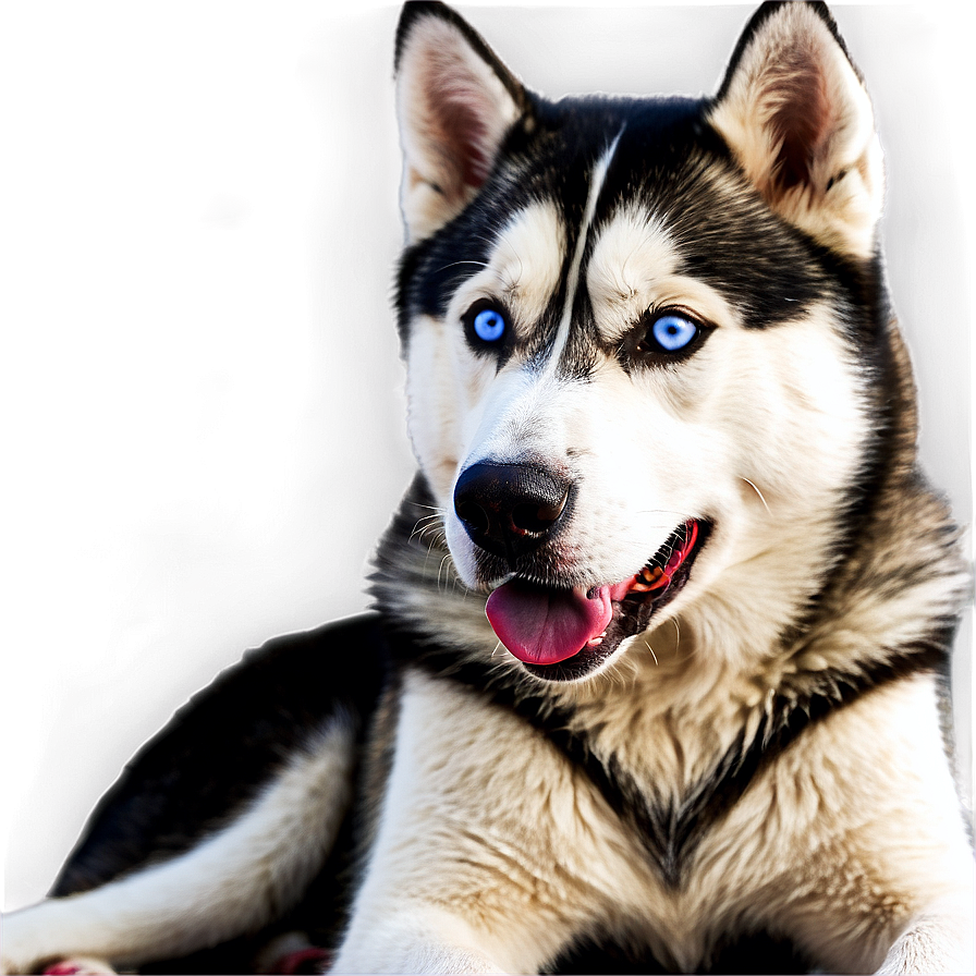 Siberian Husky Laying Png Xdv