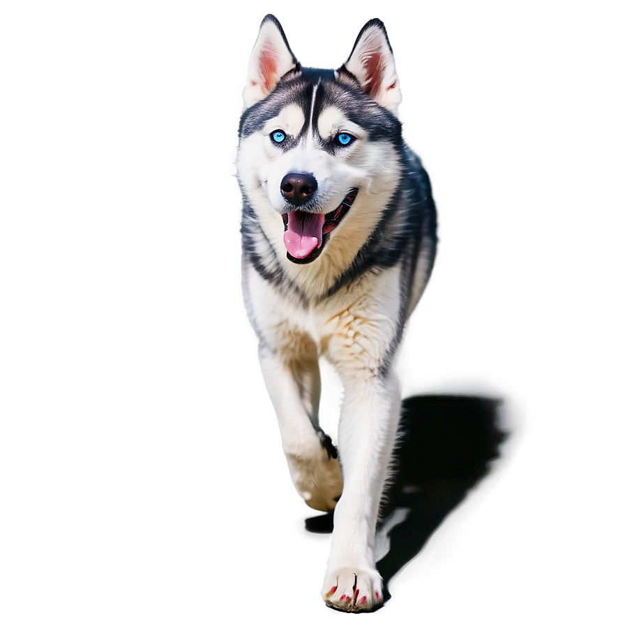 Siberian Husky On Walk Png 06252024