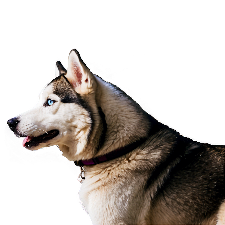 Siberian Husky On Walk Png Viw47