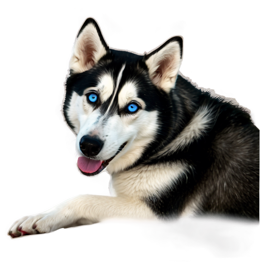 Siberian Husky Side View Png 06252024