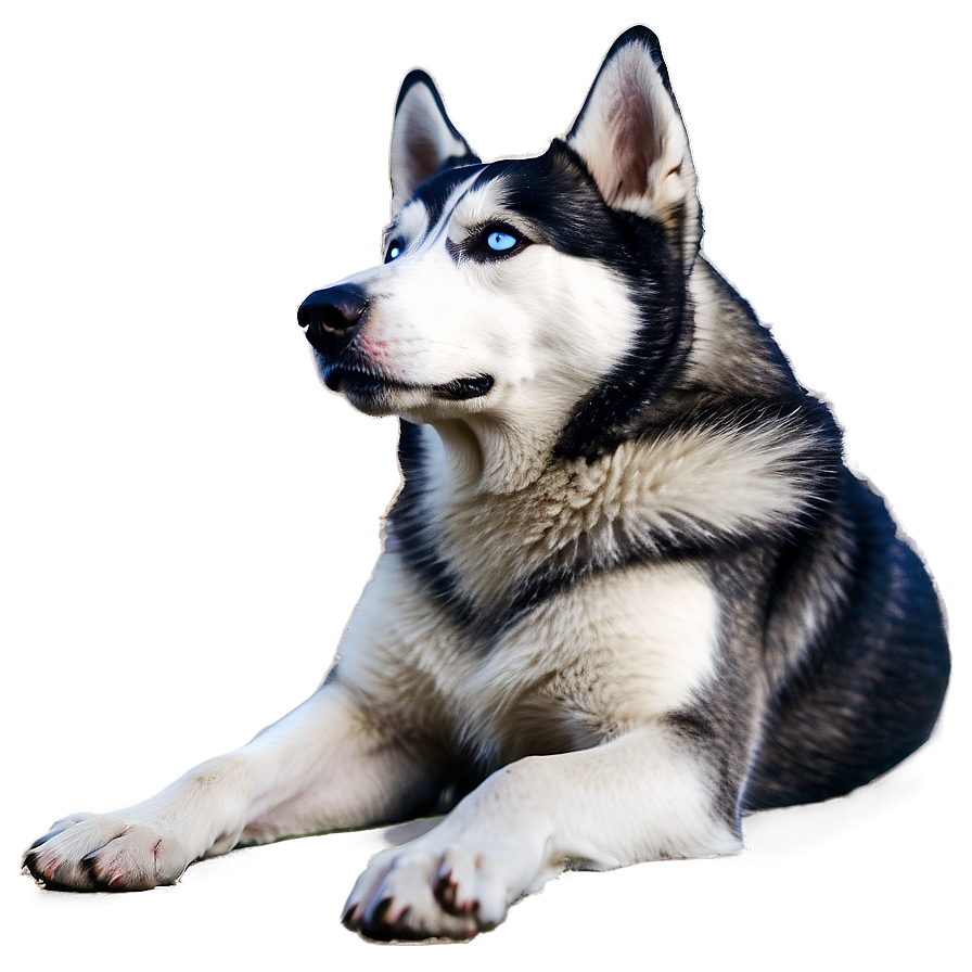 Siberian Husky Sitting Png 06252024