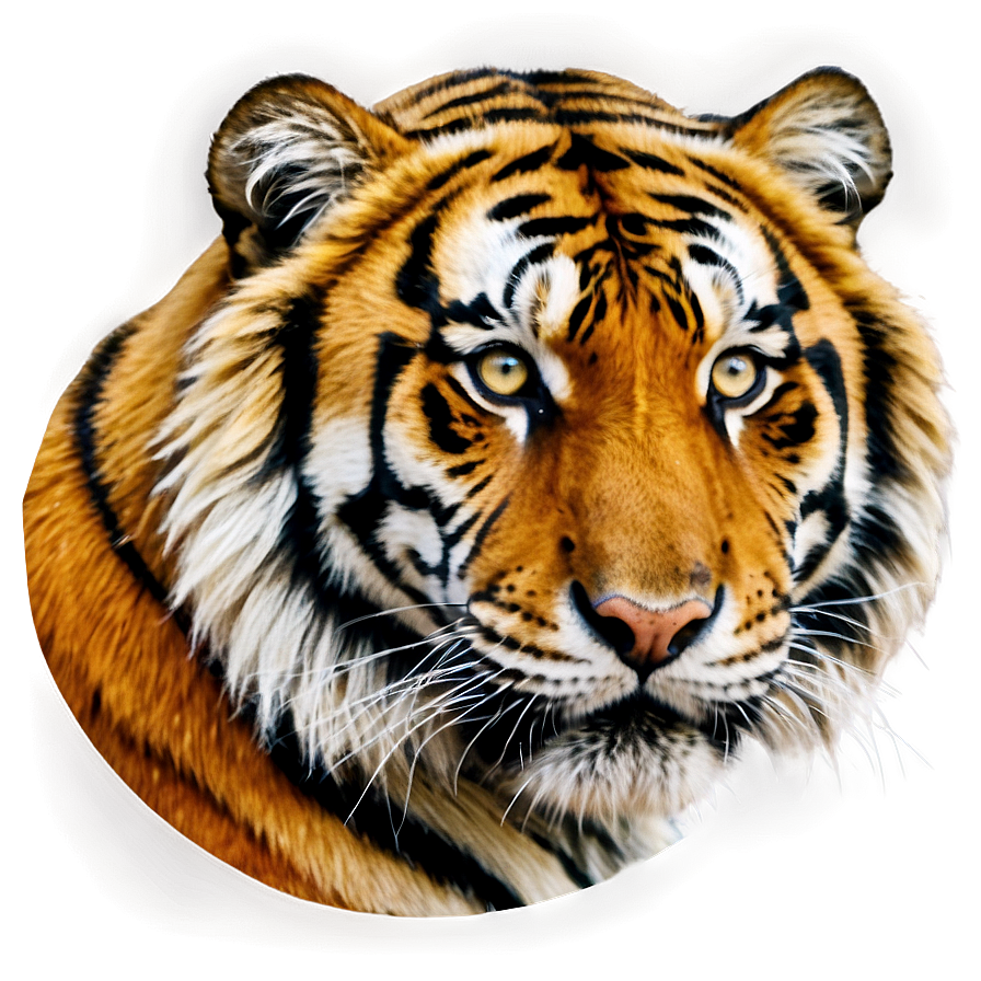 Siberian Tiger Glance Png Olv89