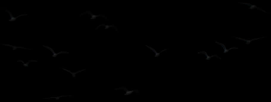 Silhouetted Birds Against Night Sky