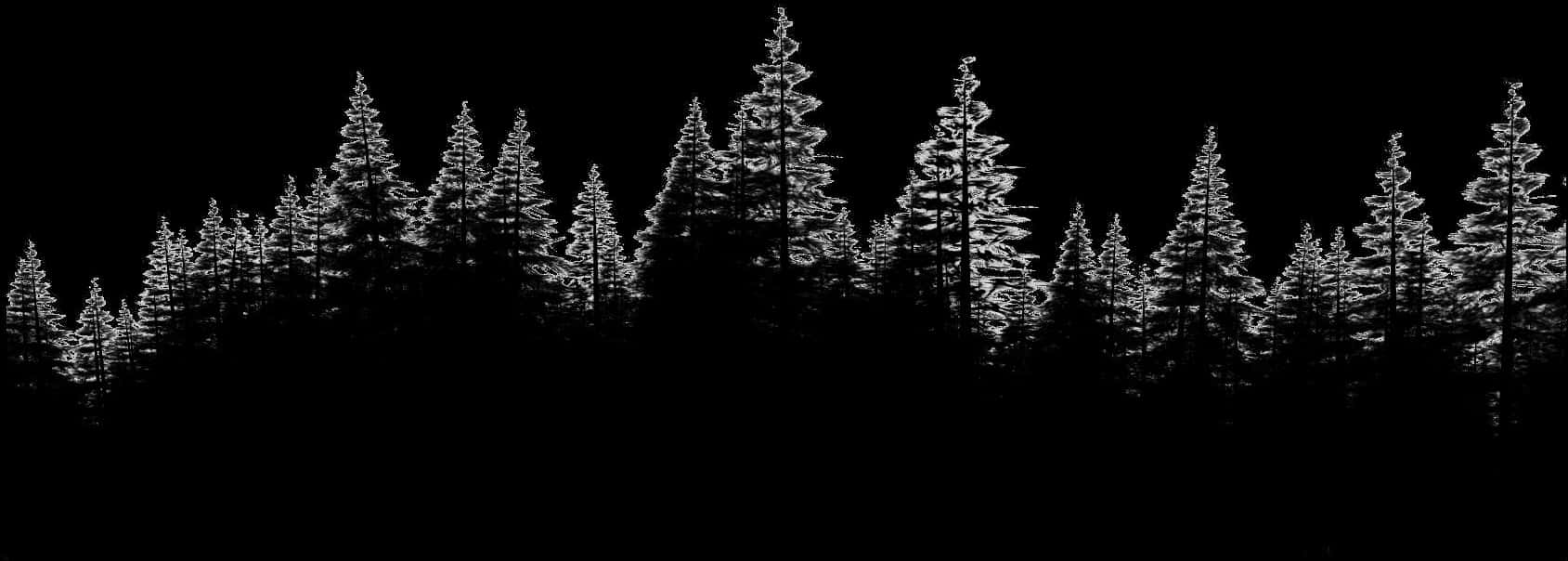 Silhouetted Pine Forest Night Sky