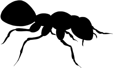 Silhouetteof Ant