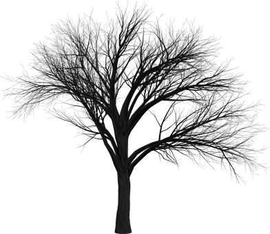 Silhouetteof Bare Tree Against Dark Background