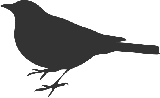 Silhouetteof Birdon Plain Background