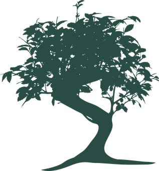 Silhouetteof Bonsai Tree